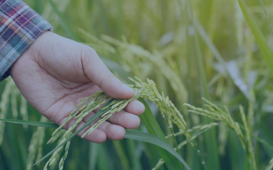 Bando Generazione Terra 2024: un’opportunità per i giovani imprenditori agricoli